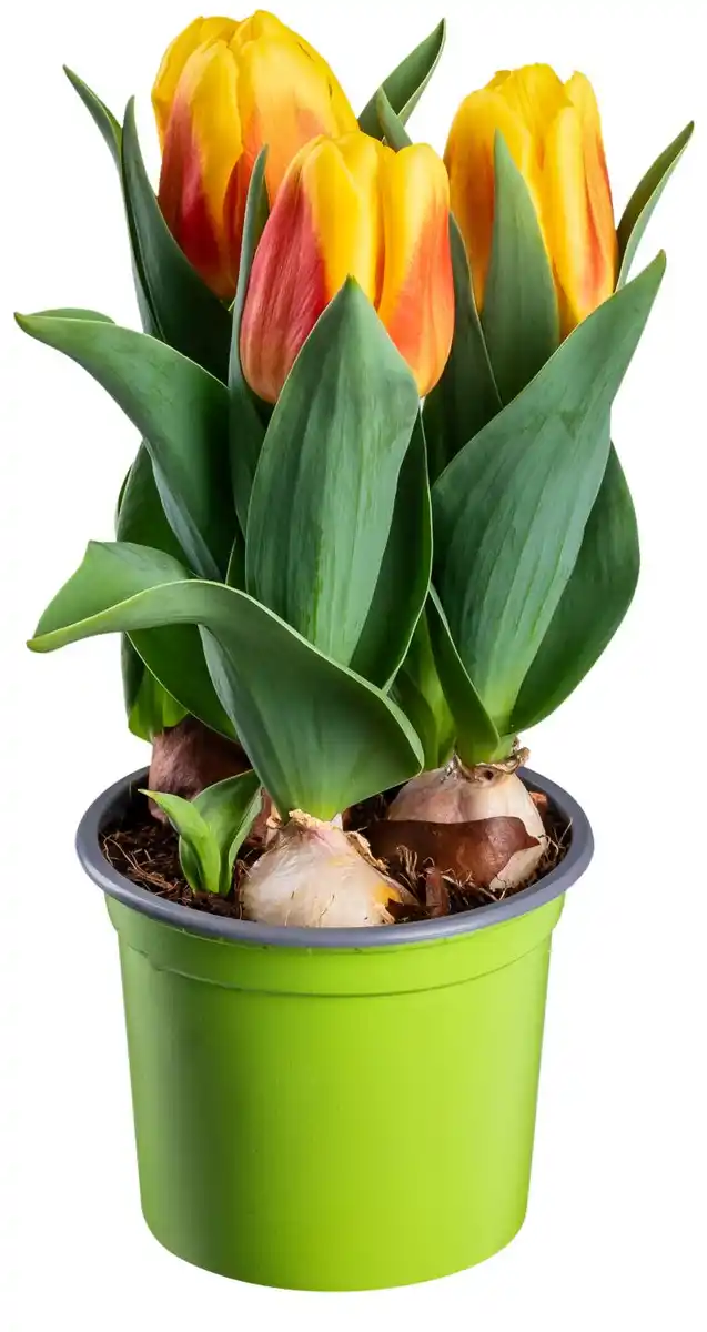 Bild 1 von Blühpflanzen