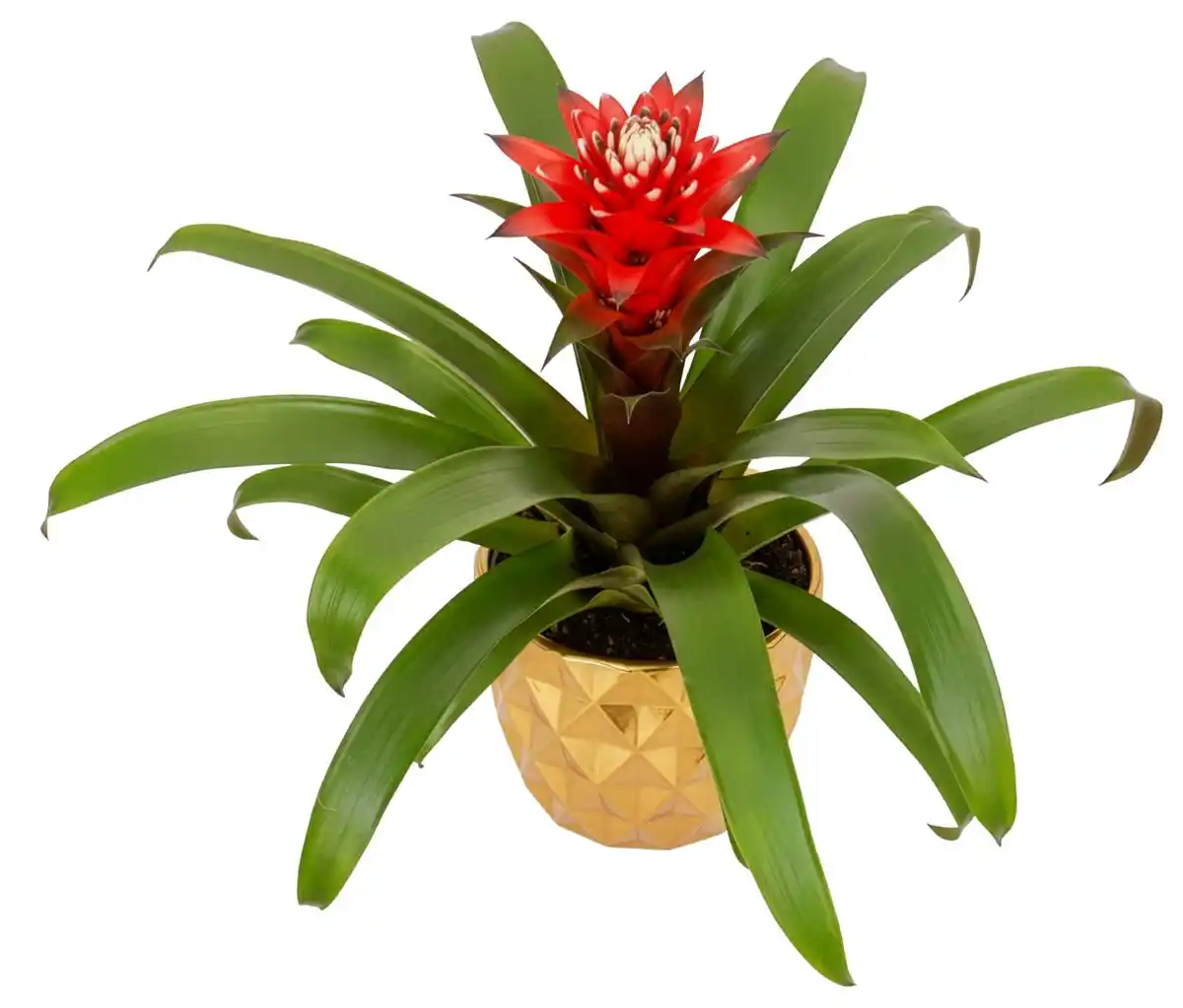 Bild 1 von Blühpflanzen