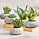 Bild 1 von Dänisches Glück