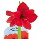 Bild 2 von Amaryllis