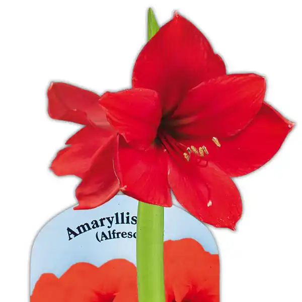 Bild 2 von Amaryllis