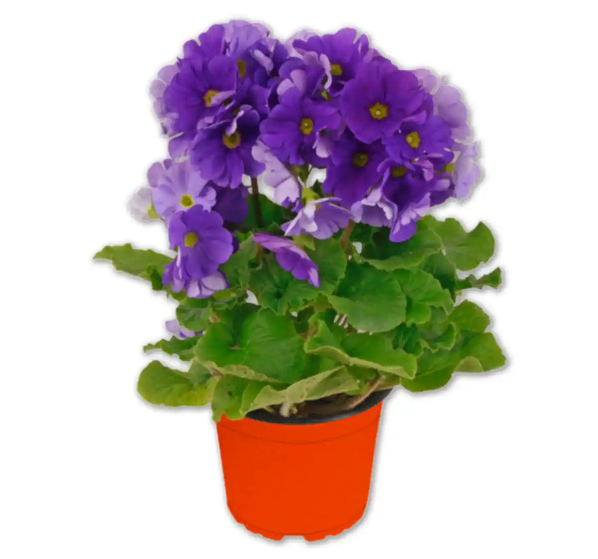 Bild 1 von Becherprimel*