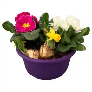 GARDENLINE Bunte Frühlingsschalen