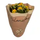 Bild 4 von GARDENLINE Kalanchoe