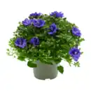 Bild 4 von GARDENLINE Campanula