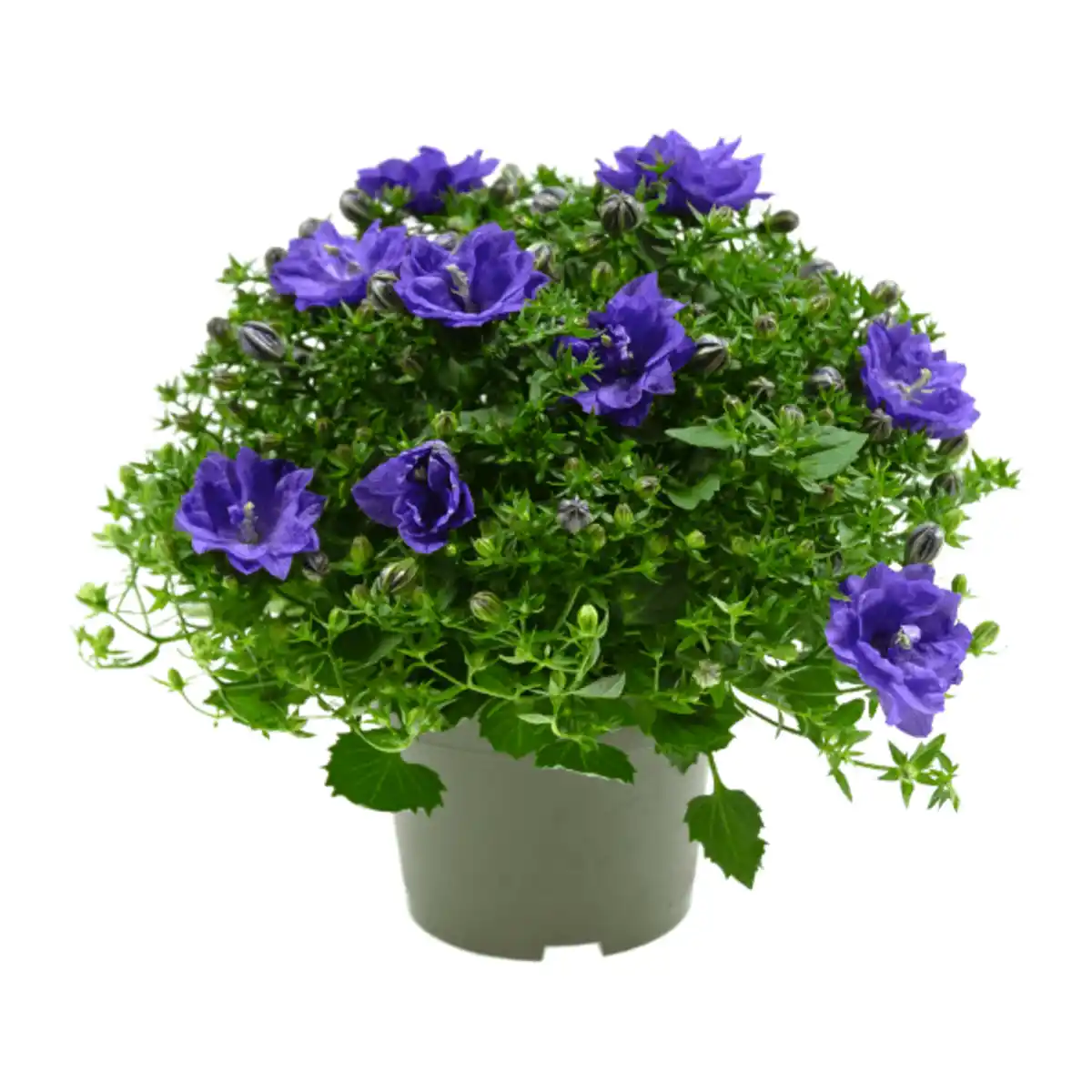 Bild 4 von GARDENLINE Campanula