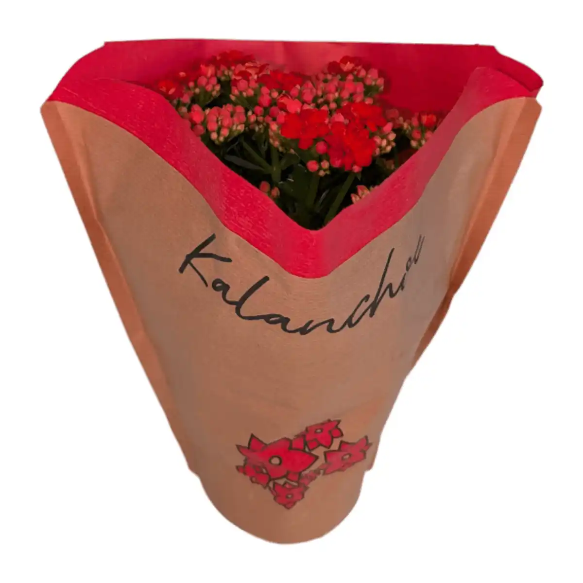 Bild 2 von GARDENLINE Kalanchoe