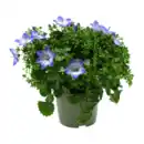 Bild 3 von GARDENLINE Campanula