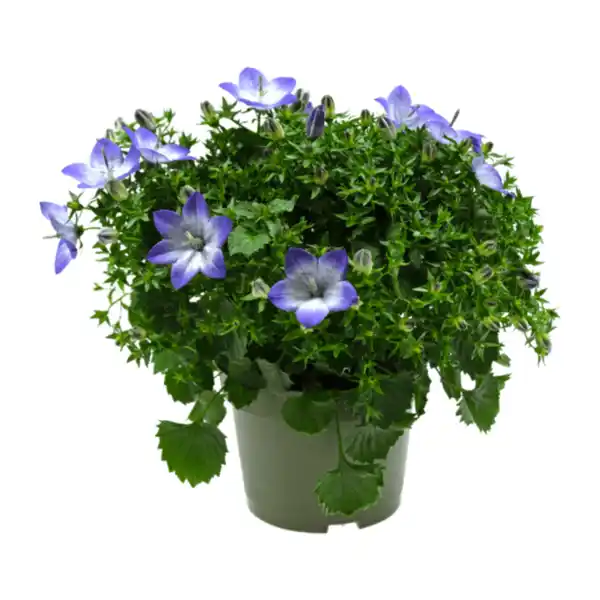 Bild 3 von GARDENLINE Campanula