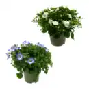Bild 1 von GARDENLINE Campanula