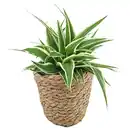 Bild 1 von Grünpflanzen Eden-Mix im Korb 12 cm