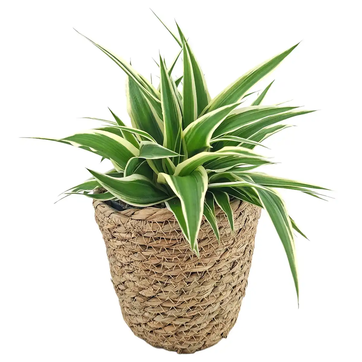 Bild 1 von Grünpflanzen Eden-Mix im Korb 12 cm