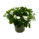 Bild 2 von GARDENLINE Campanula