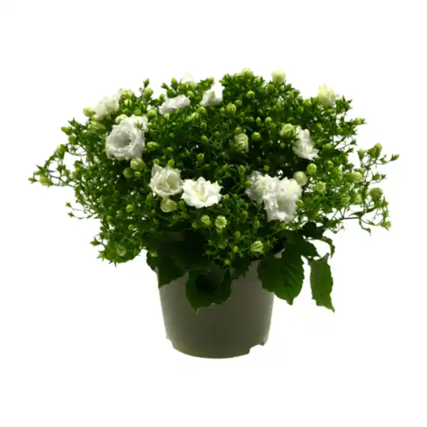 Bild 2 von GARDENLINE Campanula