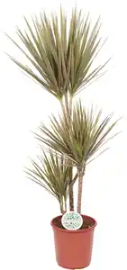 Grünpflanzen-Mix H 120 cm, 24 cm Topf