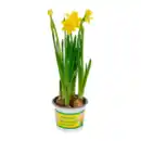 Bild 3 von GARDENLINE Hyazinthen / Narzissen
