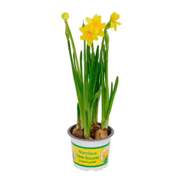 Bild 3 von GARDENLINE Hyazinthen / Narzissen