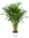 Bild 1 von Areca Palme Dypsis Lutescens H 130 cm, 24 cm Topf