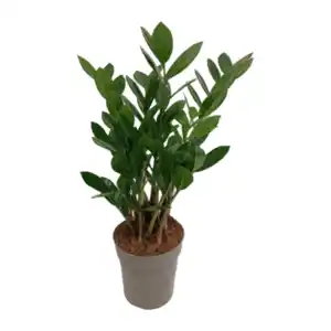 GARDENLINE Zamioculcas