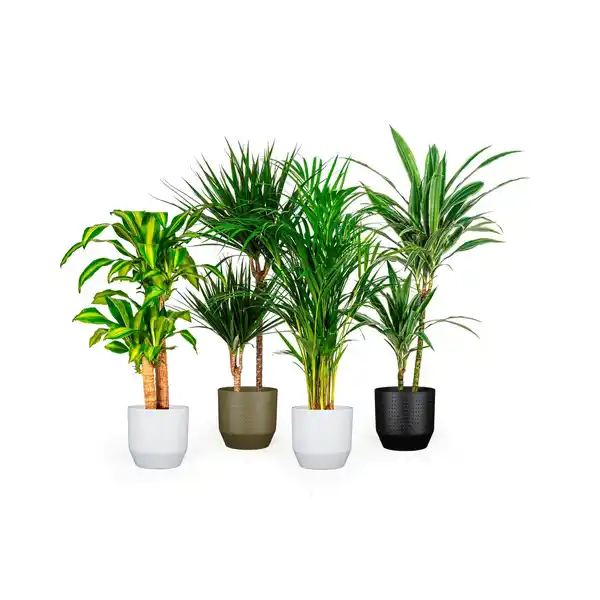 Bild 2 von Mica Decorations Pflanztopf, Hx⌀ 21,5 x 21,5 cm, rund, schwarz matt