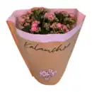 Bild 3 von GARDENLINE Kalanchoe