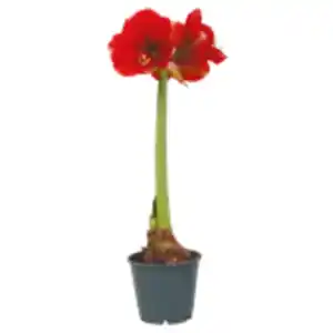 Amaryllis im Topf