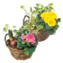 Bild 1 von Bepflanzter Holzkorb mit Frühlingsblumen