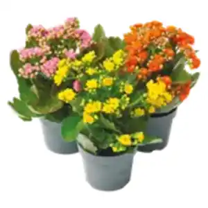 Kalanchoe