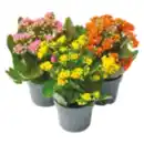 Bild 1 von Kalanchoe