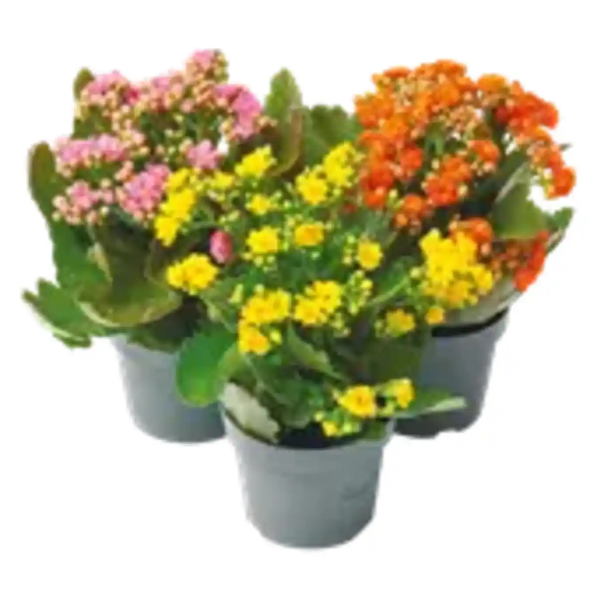 Bild 1 von Kalanchoe