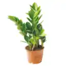 Bild 1 von Zamioculcas „Glücksfeder“