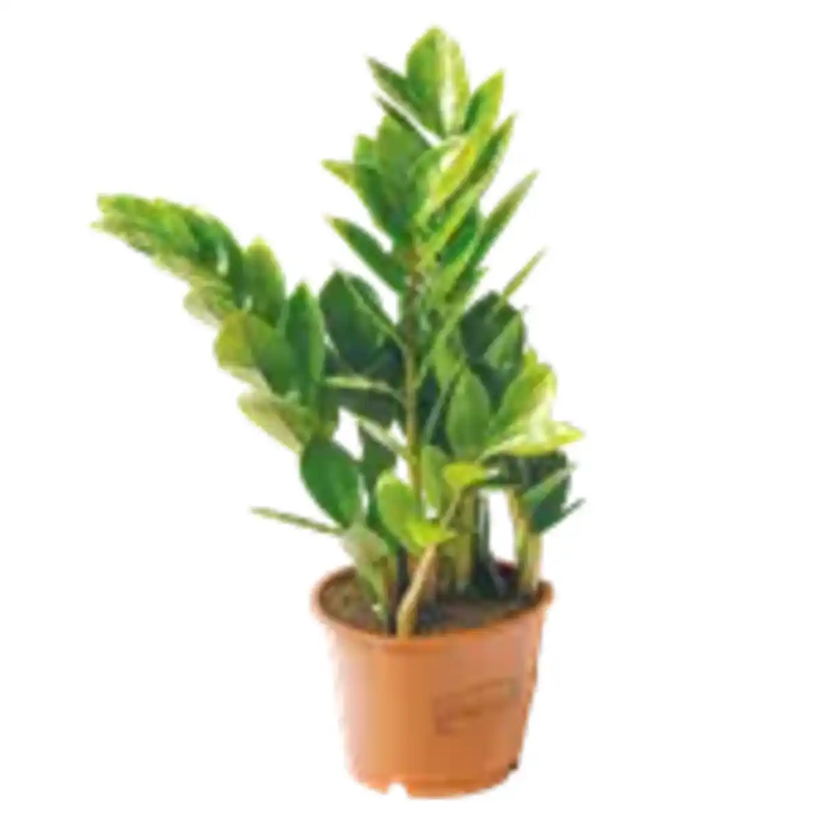 Bild 1 von Zamioculcas „Glücksfeder“