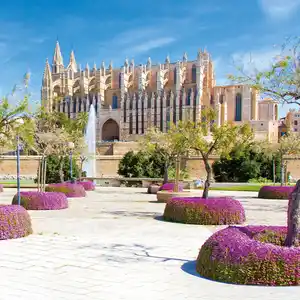 Orangenblüte auf Mallorca - Playa de Palma