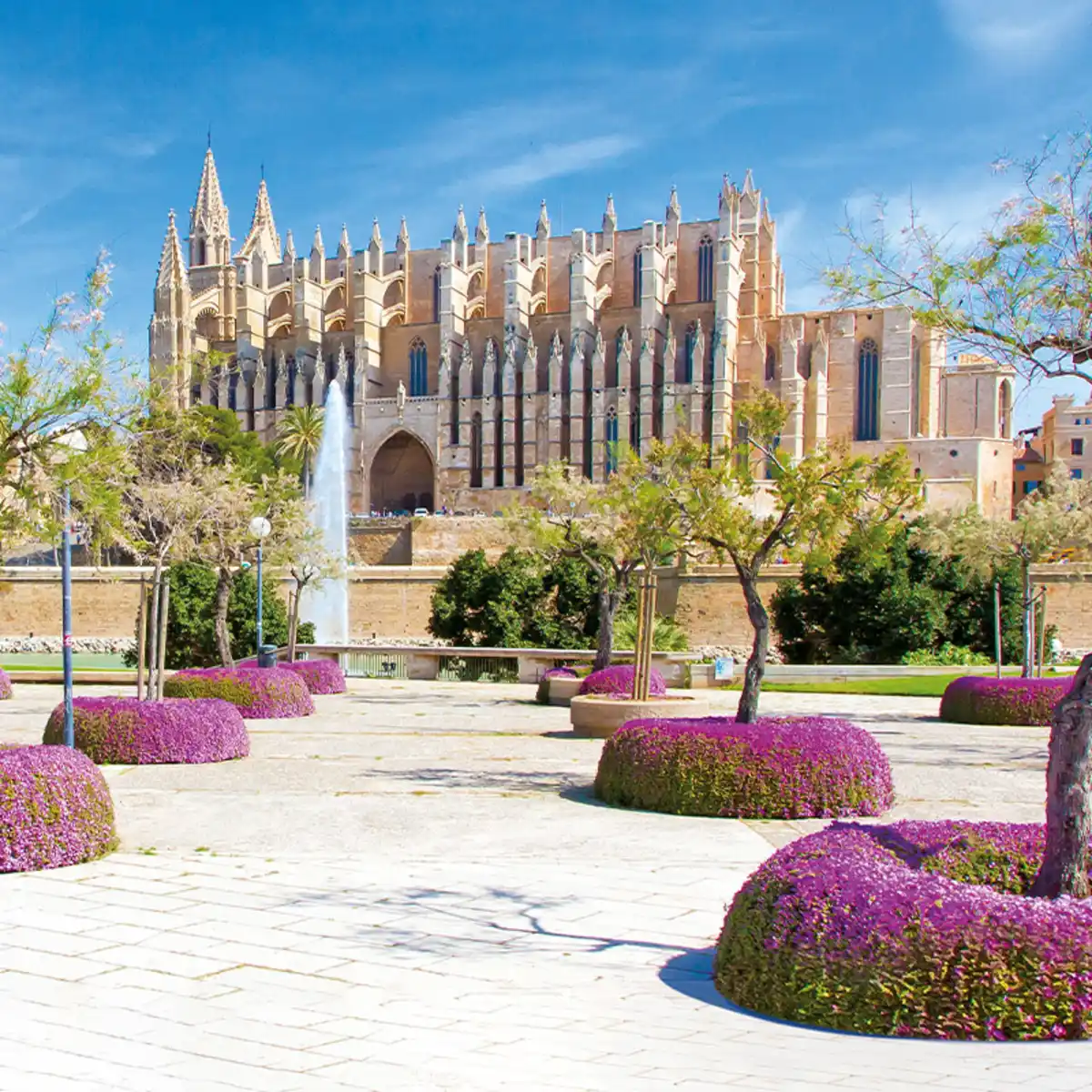 Bild 1 von Orangenblüte auf Mallorca - Playa de Palma