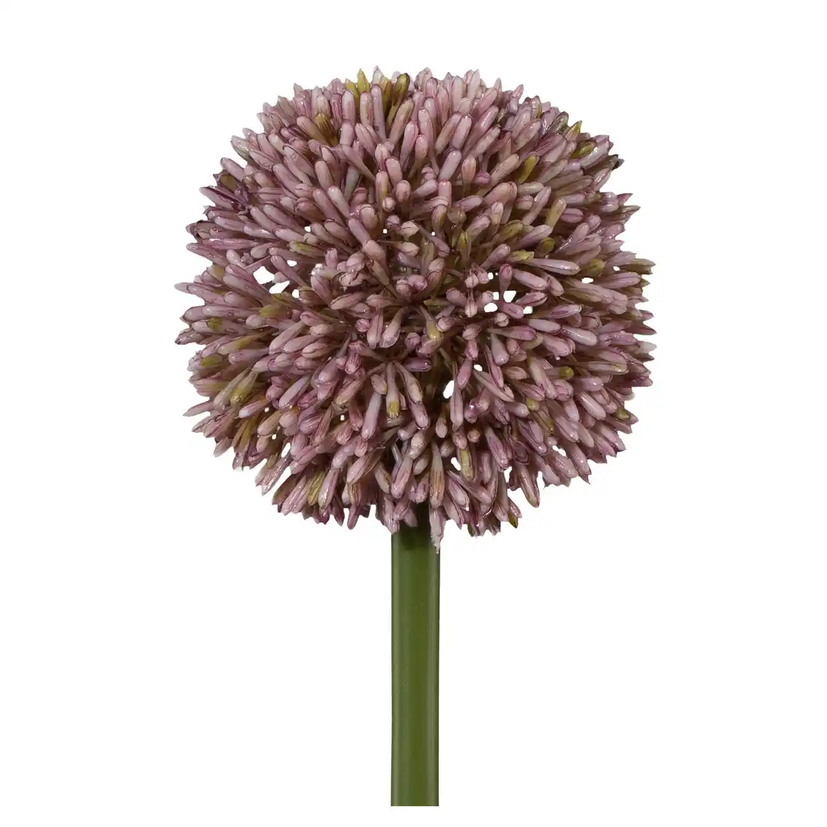 Bild 1 von Allium II Flieder/Grün ca. 64cm, Flieder