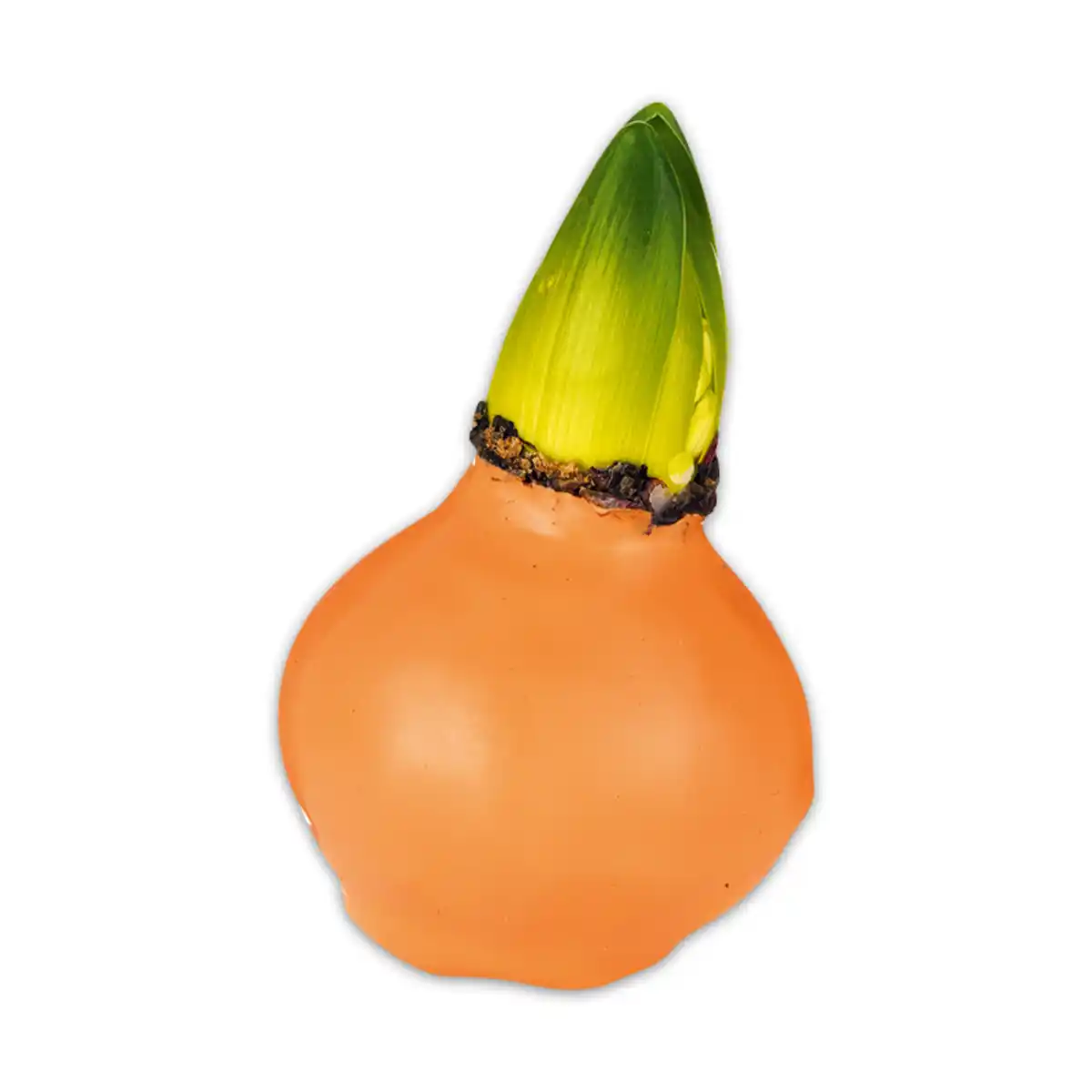 Bild 4 von Hyazinthe in Wachs