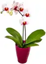 Bild 2 von Orchidee im Keramik-Übertopf