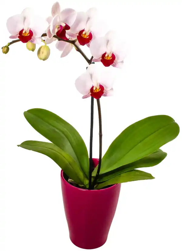 Bild 2 von Orchidee im Keramik-Übertopf