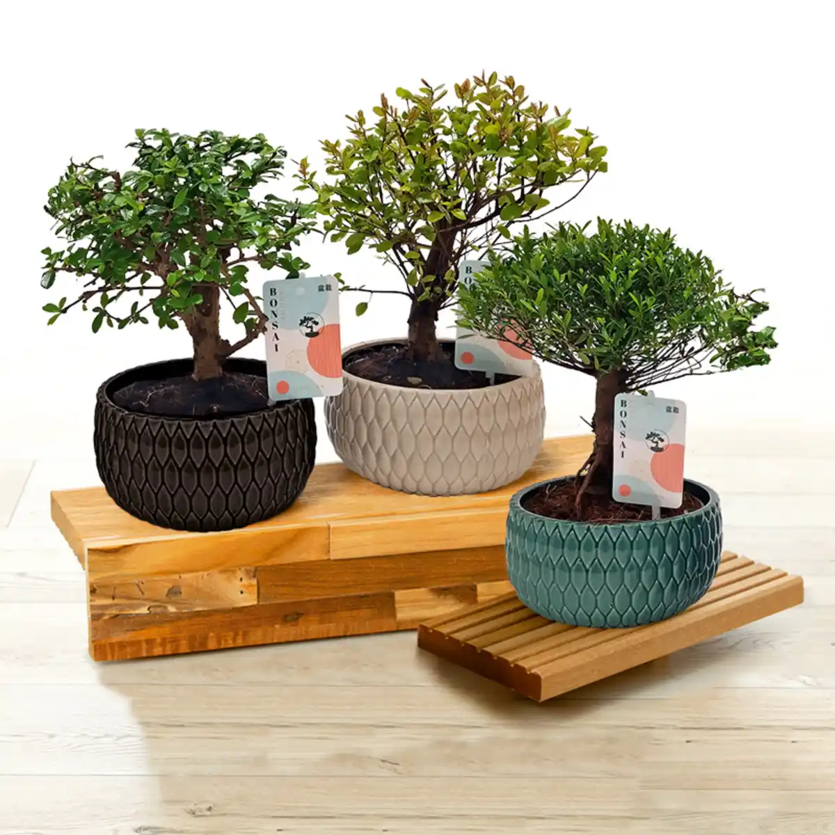 Bild 1 von Bonsai in der Schale