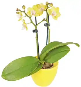 Orchidee im Keramik-Übertopf