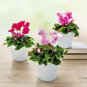 Mini-Blüten-Alpenveilchen "Pom Pom"