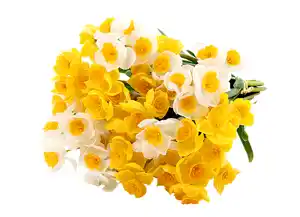 Künstliches Narzissenbouquet Silikon