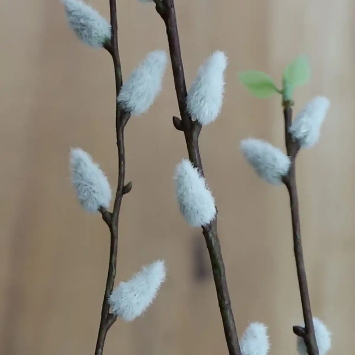 Bild 1 von Künstliche Weidenkätzchen 132cm