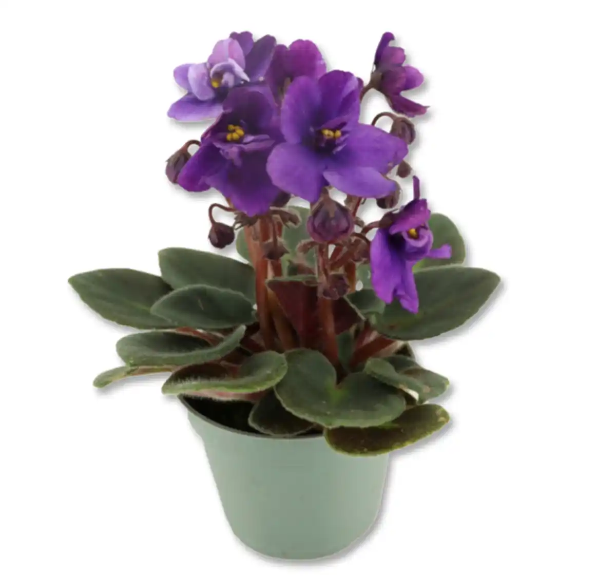 Bild 1 von Usambaraveilchen*