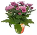 Bild 1 von Chrysantheme*