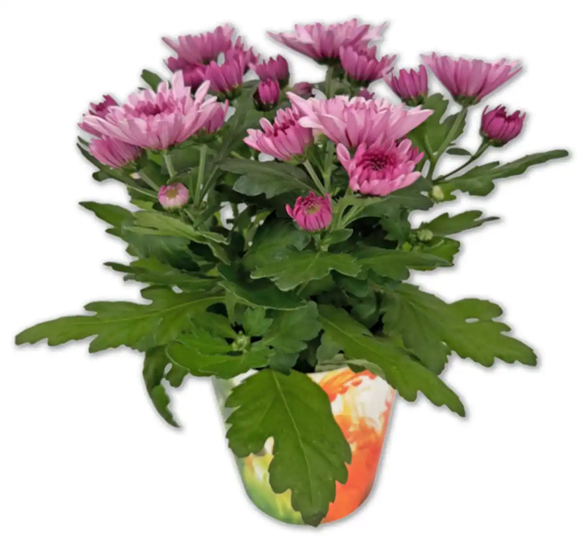 Bild 1 von Chrysantheme*