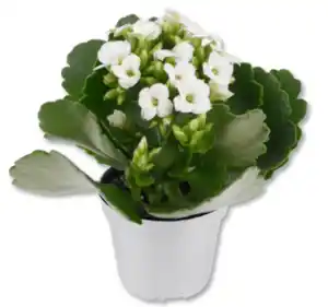 Flammendes Käthchen*