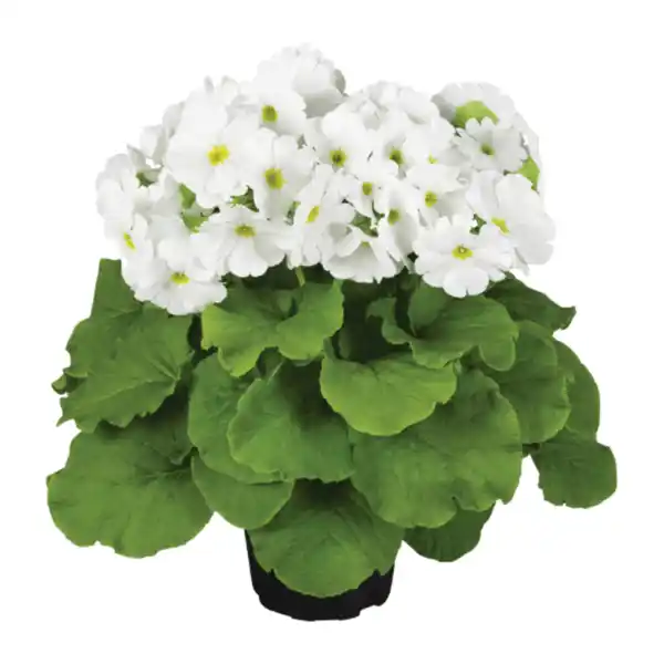 Bild 4 von GARDENLINE Becherprimel „Touch Me“