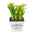 Bild 2 von GARDENLINE Blumenzwiebeln im Gefäß