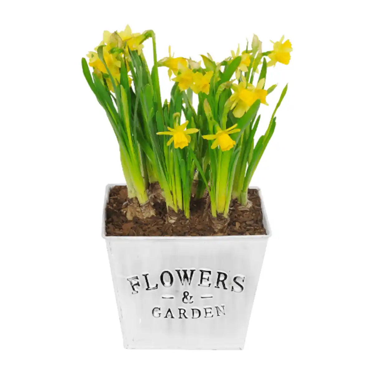 Bild 2 von GARDENLINE Blumenzwiebeln im Gefäß